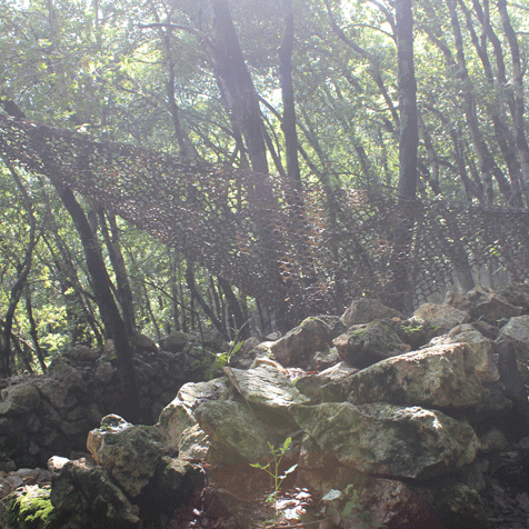 paintball terrain forêt